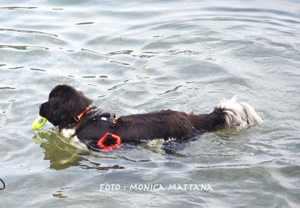 TERRANOVA A LAVENO MOMBELLO